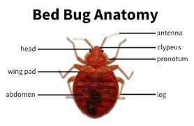 If you find bugs, please call best to hire a professional who is responsible for making bed bugs disappear in dhaka city. Milwaukee Bed Bug Exterminator Infestation Removal Prevention Treatments A Landlords Pest Management Milwaukee Wisconsin