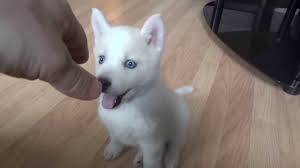 Dama The White Blue Eyed Syberian Husky Puppy Youtube