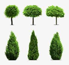 Eucalyptus Cypress Banyan Tree Picture Material Eucalyptus Cypress Banyan Tree Png Transparent Clipart Image And Psd File For Free Download Tree Photoshop Landscaping Trees Garden Trees