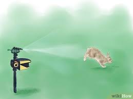 Rabbits are like any animal: 3 Ways To Get Rid Of Rabbits Wikihow