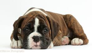 Lovely boxer puppies will be ready to go to new homes 25th july. Boxer Puppy Wallpapers Group 63
