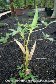 Okra, a herbaceous hairy annual plant of the mallow family and its edible podlike fruits. Abelmoschus Esculentus L Moench Lady S Finger