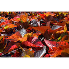 Image result for Acalypha manniana