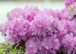 Rhododendron Varieties 7 Of The Best Azaleas And Rhododendrons For Your Garden Gardening From House To Home Shade Shrubs Azalea Flower Azaleas