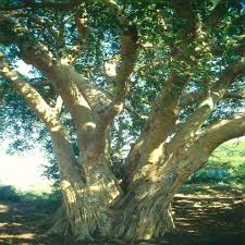 Image result for Ficus sycomorus