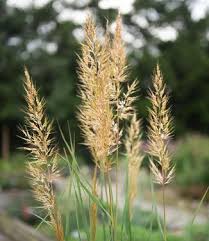 Image result for Sorghastrum nudipes