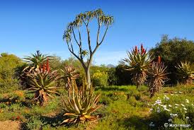 All Sizes Aloe Barberae Aloe Ferox Flickr Photo Sharing National Botanical Gardens Types Of Succulents Succulents