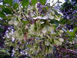 Image result for Hymenocardia