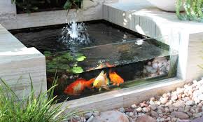 Oleh karena itu, apabila dalam cara membuat filter kolam ikan koi perlu memperhatikan seperti pada habitat aslinya. Cara Membuat Kolam Ikan Koi Di Rumah Blog Qhomemart