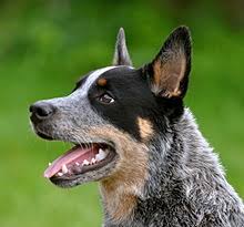 Australian Cattle Dog Wikipedia