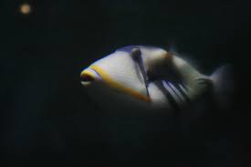 How to pronounce humuhumunukunukuapua'a listened to: Humuhumunukunukuapua A Facts Hawaii S State Fish With Pictures Hubpages