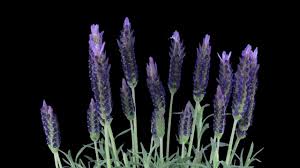 Vegetable sprouting from the ground. Time Lapse Of Lavender Plant Growing Stock Video Motion Array