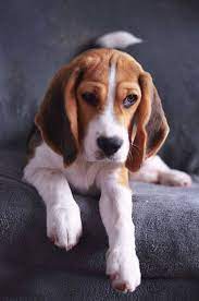 8 Different Types Of Beagles You Should To Know Beagle Dog Beagle Puppy Beagle
