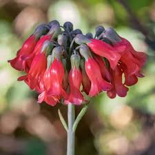 Image result for Bryophyllum