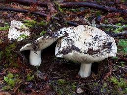 Image result for Russula sp