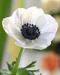 Awesome White Flower Anemone White Anemone Flower Flowers Anemone Flower