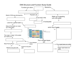 Dna Part 1 Structure And Function Dna Lesson Structure And Function Dna
