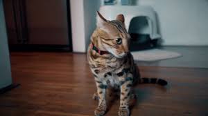 Maybe you would like to learn more about one of these? Einmal Einen Tag Lang Katze Sein Vodafone Deutschland