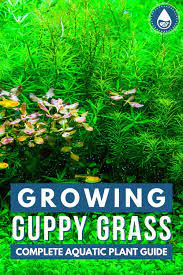 Growing Guppy Grass Complete Aquatic Plant Guide In 2021 Aquatic Plants Aquarium Grass Grass Care