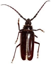 Image result for Loxodera bovonei