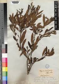 Image result for Myrica serrata