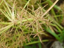 Image result for Cyperus tenuispica