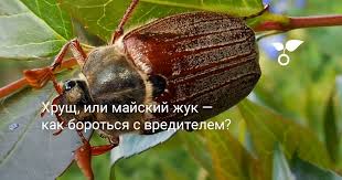 Использование хищных насекомых