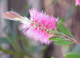 Image result for Callistemon