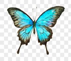 In the large butterfly png gallery, all of the files can be used for commercial purpose. Beautiful Glowing Blue Butterfly Png Image Picture Free Download 610527484 Lovepik Com
