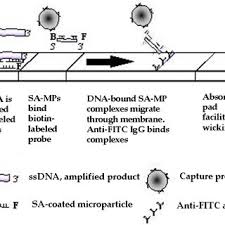3,179 likes · 2 talking about this. Pdf Fully Integrated Multiplexed Lab On A Card Assay For Enteric Pathogens