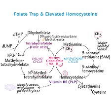 Image result for Folate Deficiency
