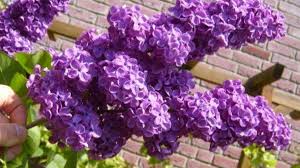 Pruning lilac bushes will help enhance their health and flower development. How And When To Prune Lilacs For Bigger Blooms Dengarden