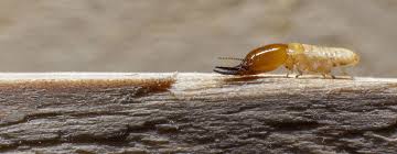 Trust ehrlich pest control to protect your home from termites. Termite Control Brisbane Affordable Termite Protection For All Homes