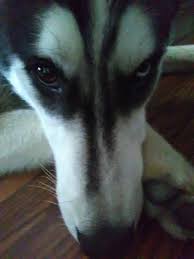 Pet service in biñang, laguna, philippines. Animal Rights Channel The Big Picture Includes Dogs Cats And Wildlife