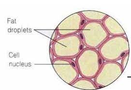 Jaringan Penyokong Pada Hewan Beserta Gambarnya Dosenbiologi Com