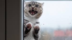 In vielen fällen haben die kläger etwas dagegen, dass fremde katzen ihr grundstück überhaupt betreten. Fremde Katze Bitte Nicht Ins Haus Lassen