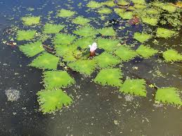 Image result for Trapa