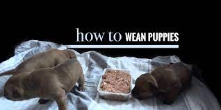 Be sure your dog has access to cool, fresh water. Weaning Puppies When Do Puppies Start Eating Solid Foods