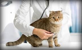 Anyone who has owned a cat knows that they get eye crusties just like the rest of us. 7 Signs Your Cat Might Be Sick Cats Are On Top