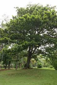 Image result for Terminalia sericea ×  trichopoda