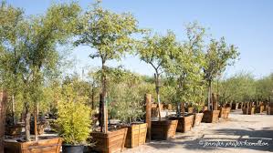 Image result for Tipuana