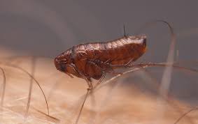 Top 5 Recommended Solutions To Deal With Fleas | Pest Control Tips