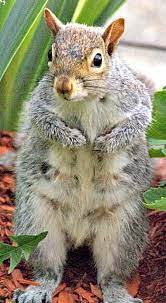Different Types Of Squirrels Animal Facts Blog Squirrel Flying Squirrel Pet Animals