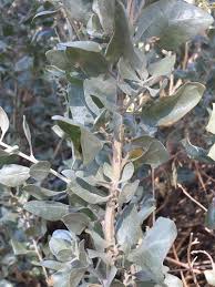 Image result for Atriplex halimus