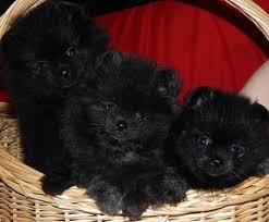Check spelling or type a new query. View Ad Pomeranian Puppy For Sale Near Oregon Dayton Usa Adn 8899