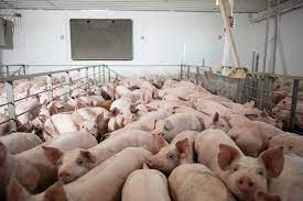 Meat Plant Closures Mean Pigs Are Gassed Or Shot Instead - The New York  Times