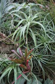 Image result for Albertisia exelliana