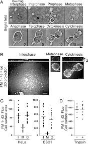 This final event ensures that nuclear and cytoplasmic contents are accurately partitioned between the two nascent cells. Changes In Cell Shape And Amount Of Plasma Membrane During Mitosis A Download Scientific Diagram
