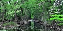 Bald cypress trail is a 2.6 kilometer moderately trafficked out and back trail located near spring branch, texas that features a river and is good for all skill levels. Taxodium Distichum Wikipedia
