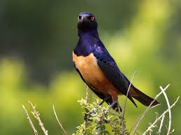 Image result for Oliverella hildebrandtii